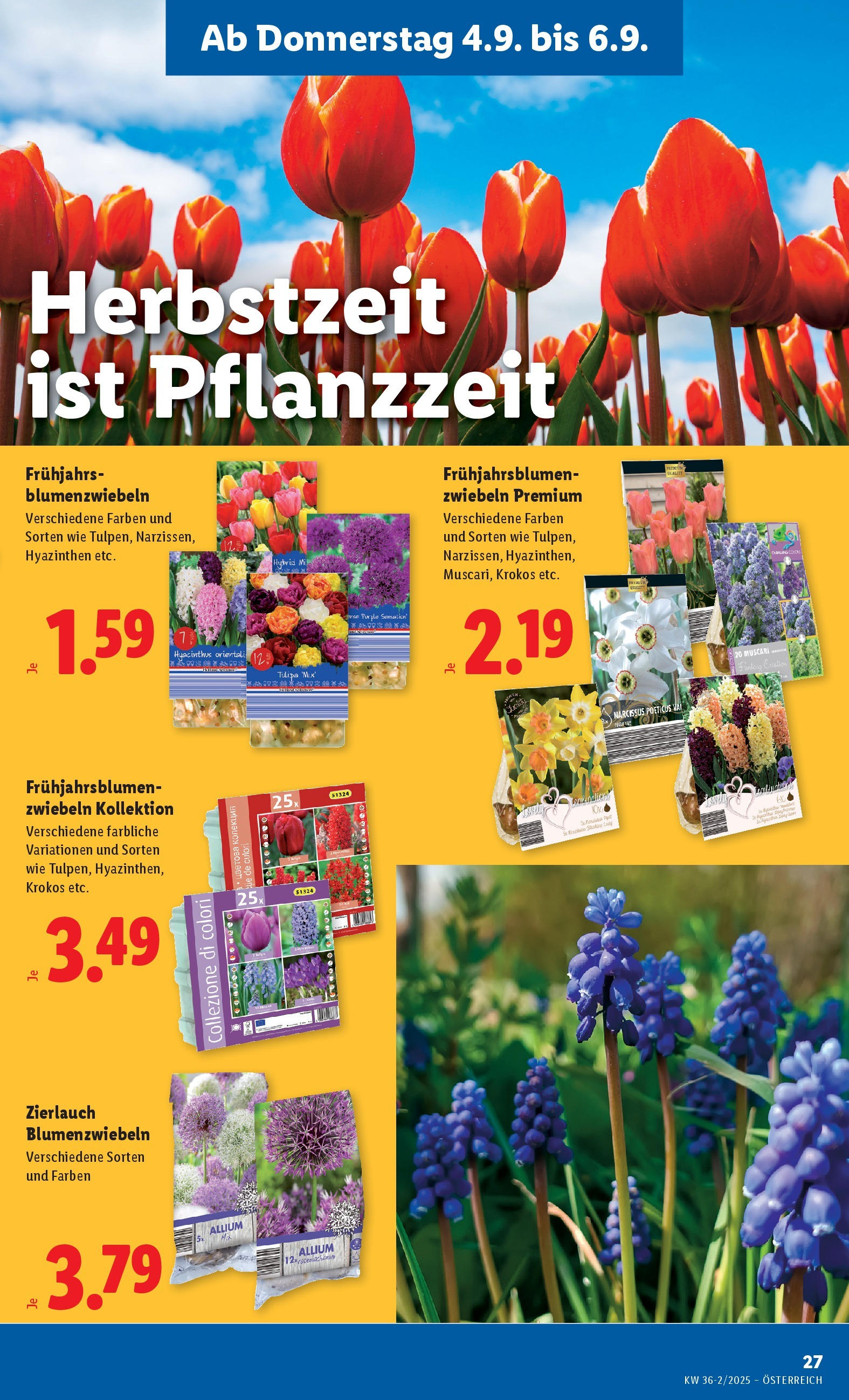 Lidl Flugblatt - Fohnsdorf, Neunkirchen, Graz ab 04.09.2025 - Angebote ab donnerstag | Seite: 29 | Produkte: Zwiebeln