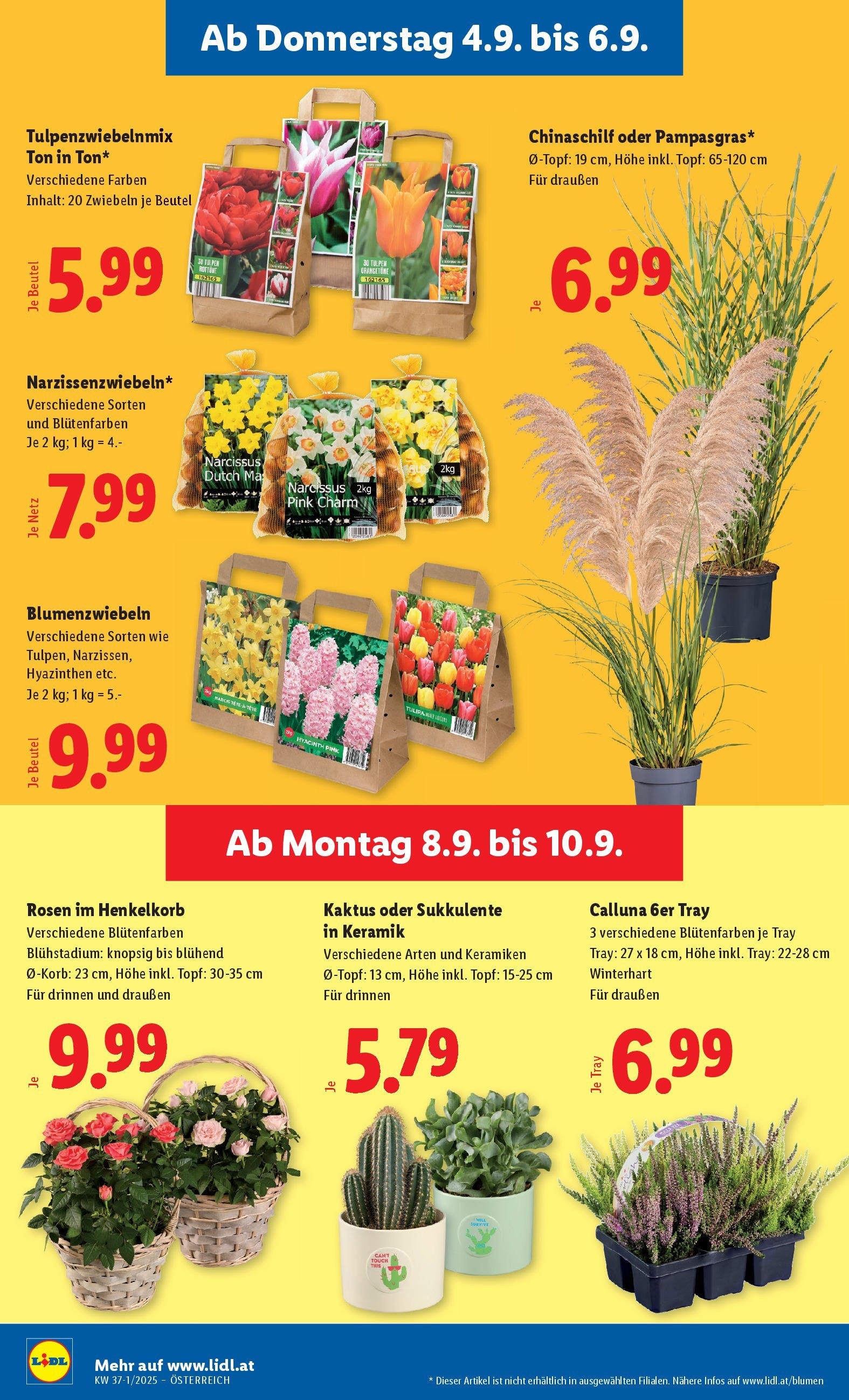 Lidl Flugblatt - Fohnsdorf, Neunkirchen, Graz ab 04.09.2025 - Angebote ab donnerstag | Seite: 30 | Produkte: Zwiebeln