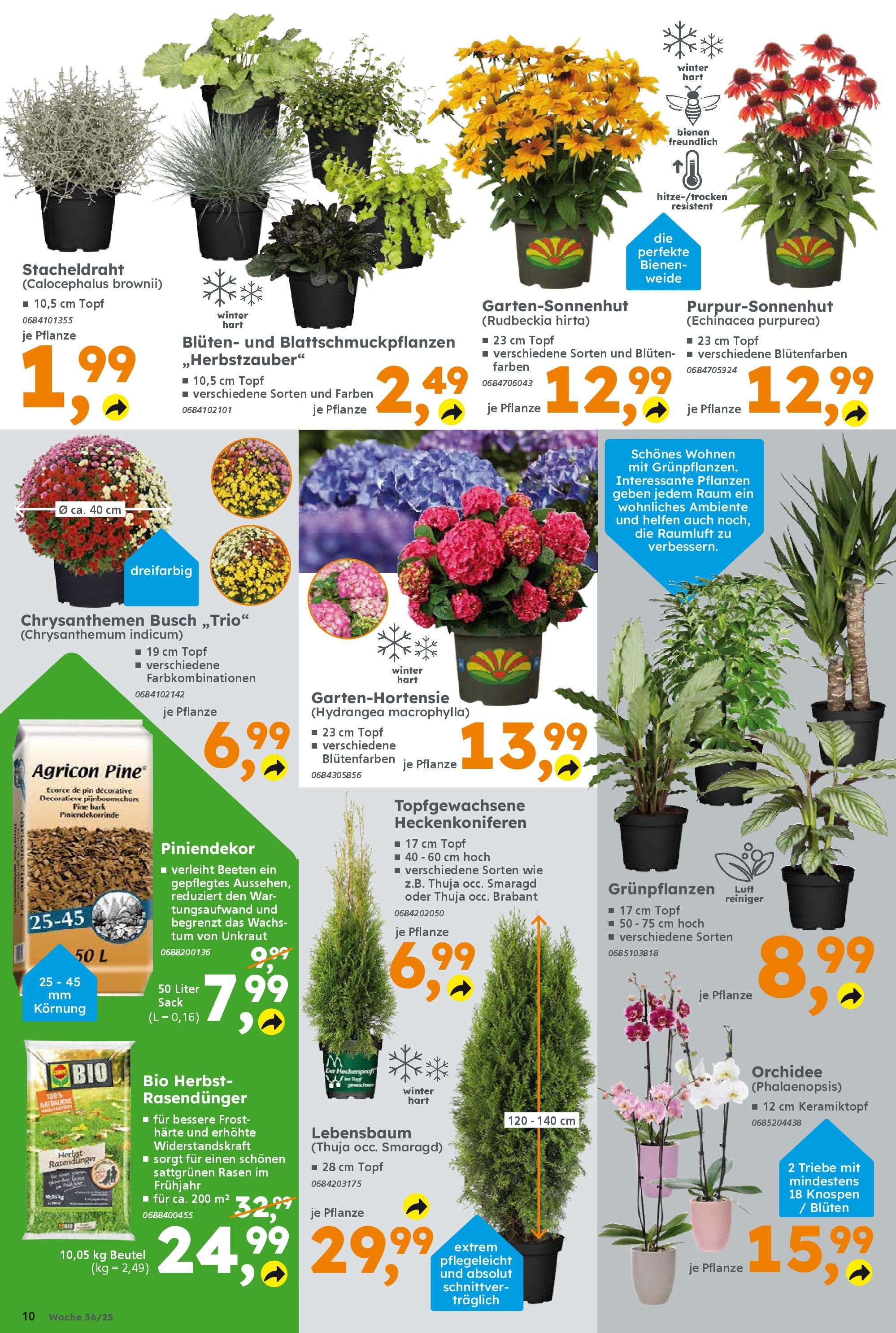 Globus Baumarkt prospekt Ilmenau	 (ab 31.08.2025) zum Blättern | Seite: 10 | Produkte: Orchidee