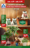 Zachwycające kwiaty w ALDI