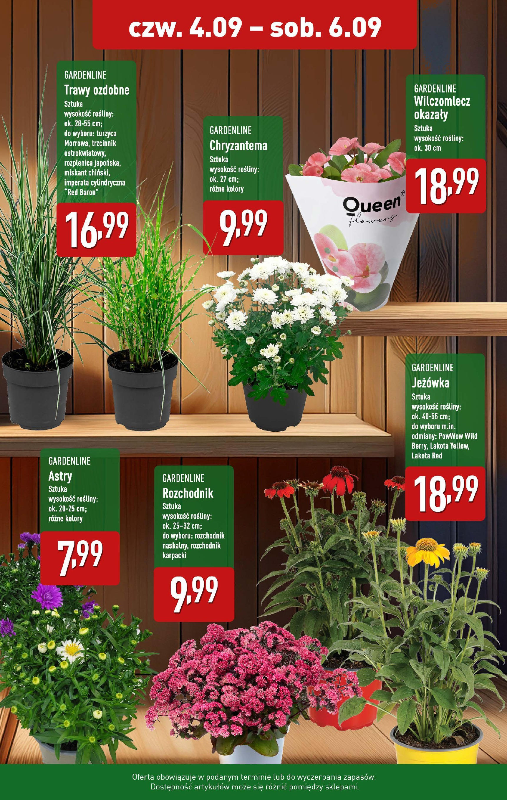 Aldi Gazetka - Zachwycające kwiaty od 04.09.2025 | Nowa PDF gazetka | Strona: 2 | Produkty: Trawy, Rosliny Aldi Gazetka - Zachwycające kwiaty od 04.09.2025 - Ulotka PDF, promocje | Strona: 2 | Produkty: Trawy, Rosliny