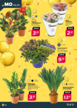 Netto APS : Wochenangebote