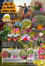 Hornbach Hornbach: Dir ist vieles Latte. Nur nicht dein Garten. - bis 30.09.2025
