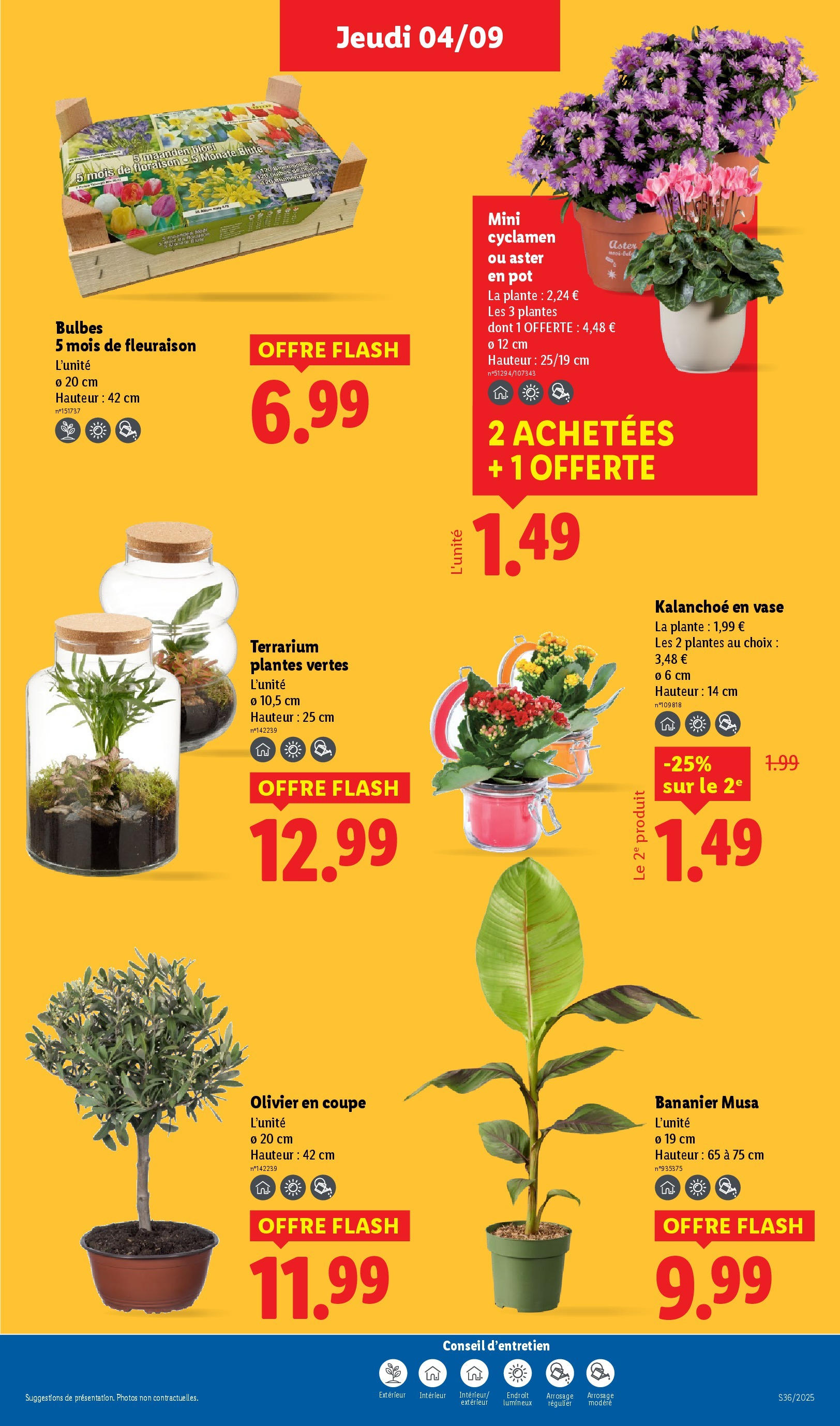 Catalogue LIDL du 03/09/2025 | Promo prospectus en ligne | Page: 31 | Produits: Bananier, Plantes, Olivier, Vase Catalogue LIDL du 03/09/2025 | Promo prospectus en ligne | Page: 31 | Produits: Bananier, Plantes, Olivier, Vase