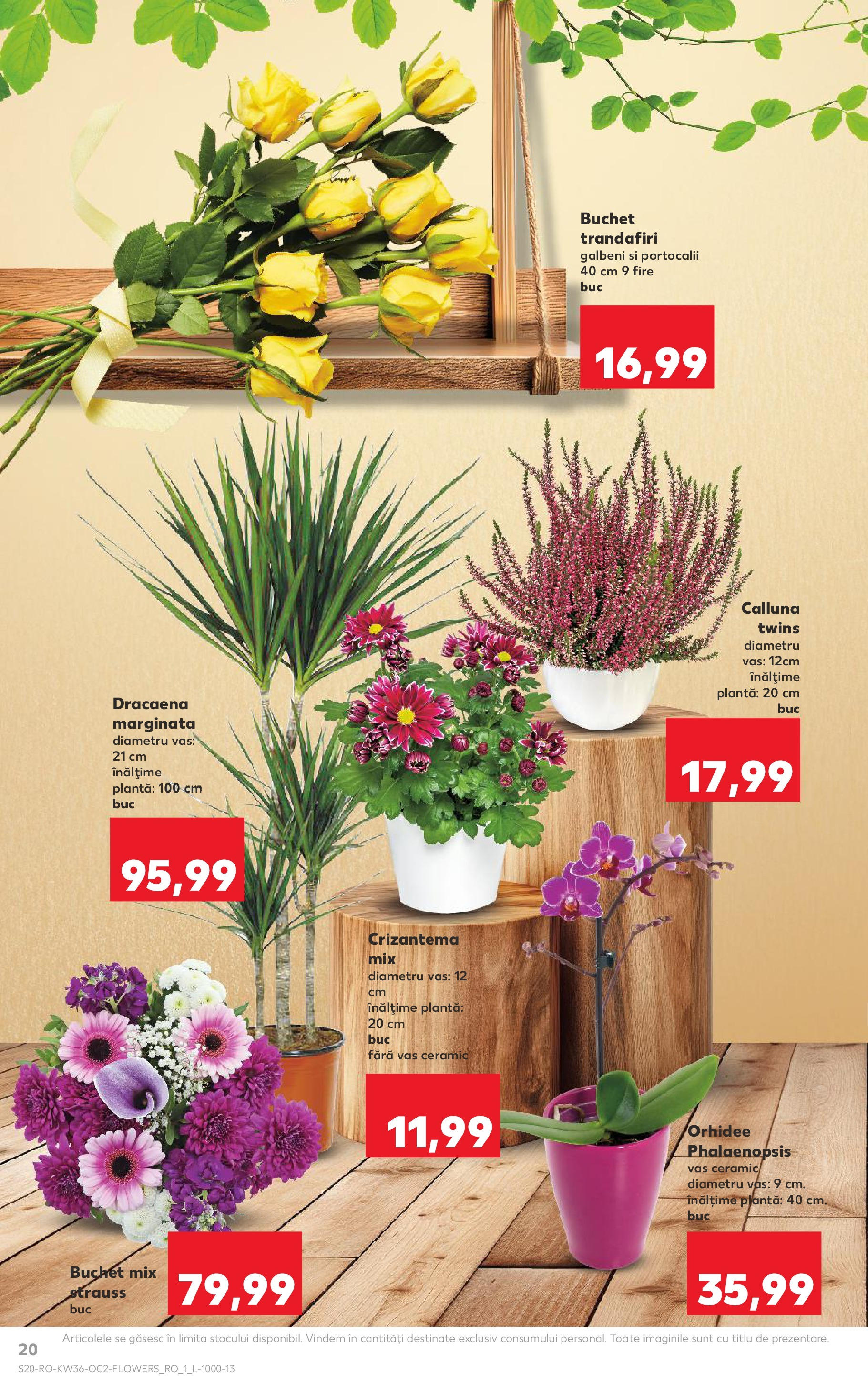 Catalog Kaufland - Bârlad 03.09.2025 - Revista si Oferta | Pagină: 20 | Produse: Orhidee