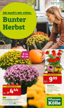Pflanzen-Kölle: Bunter Herbst