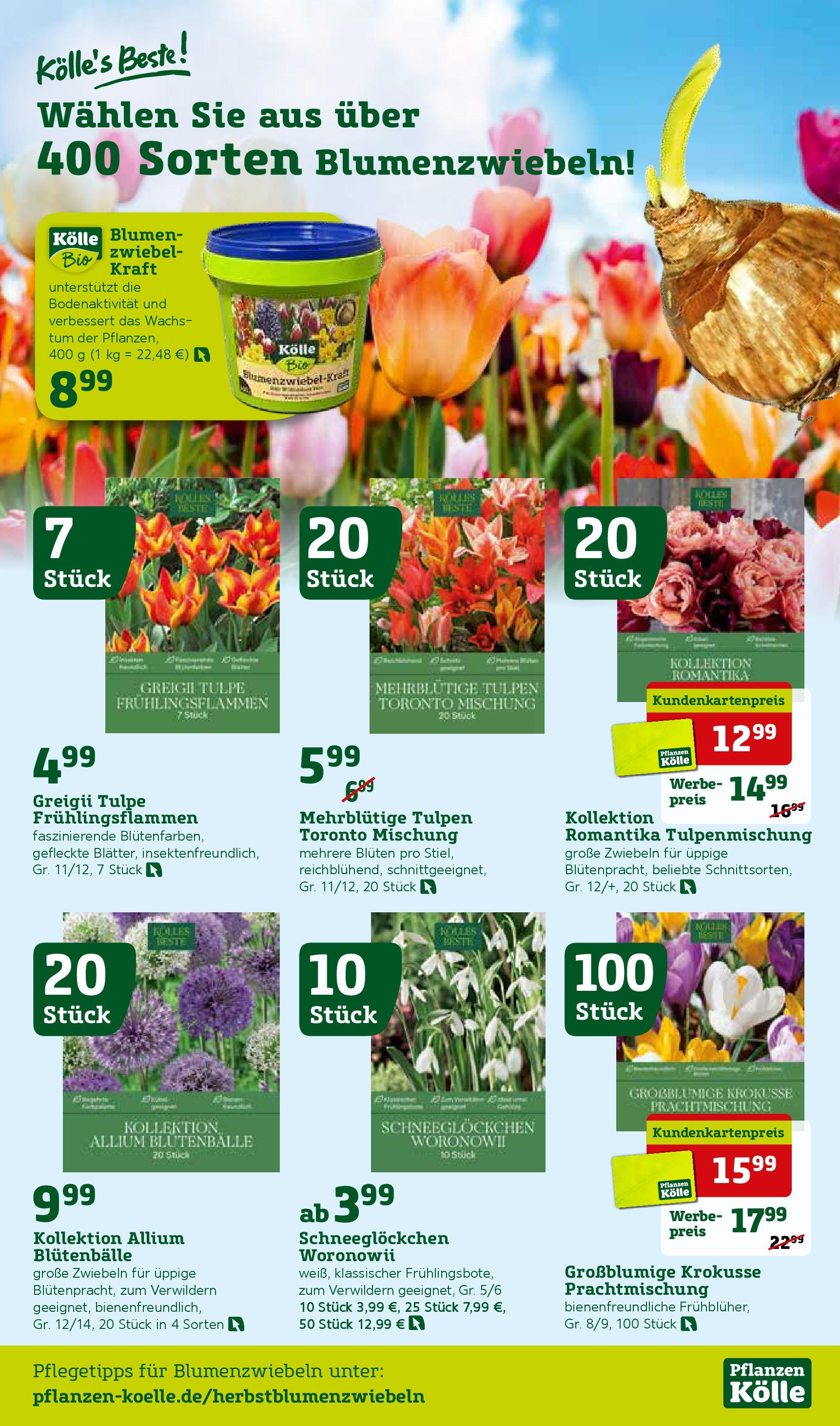 Pflanzen-Kölle - Pflanzen-Kölle: Bunter Herbst (ab 07.09.2025) zum Blättern | Seite: 9 | Produkte: Blumen, Zwiebeln