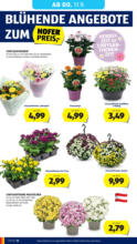 HOFER HOFER: Flugblatt - ab 05.09.2025