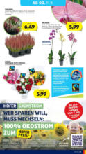 HOFER HOFER: Flugblatt - ab 05.09.2025