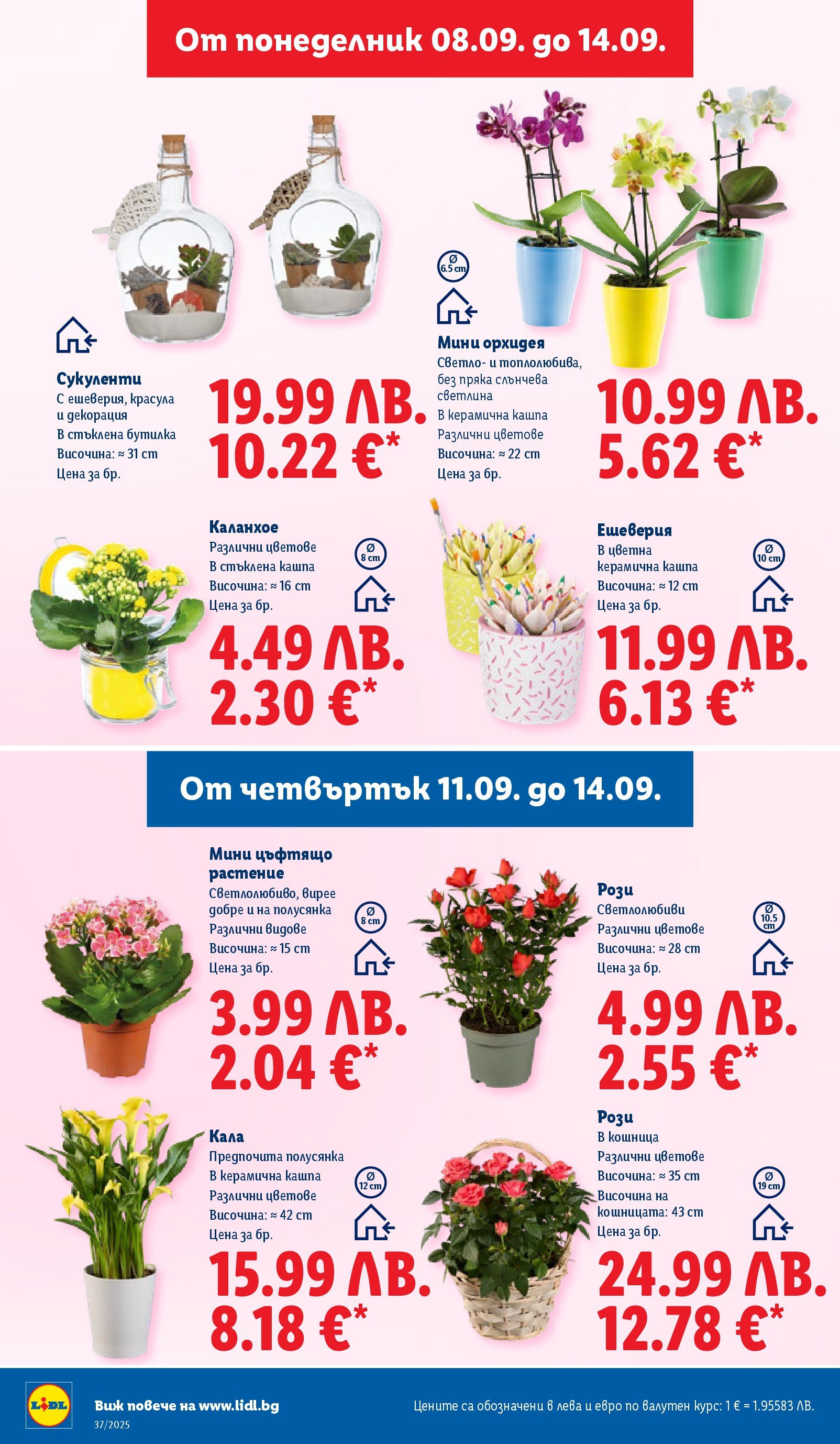 Cедмична брошура на Лидл от 08.09.2025 | Страница: 46 | Продукти: Кашпа, Орхидея, Декорация, Кошница Cедмична брошура на Лидл от 08.09.2025 | Страница: 46 | Продукти: Кашпа, Орхидея, Декорация, Кошница