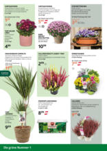 Bellaflora: Flugblatt