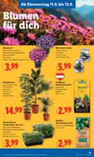 Lidl Lidl: Flugblatt in deiner Nähe - ab 11.09.2025