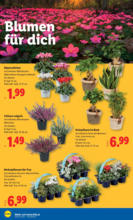Lidl Lidl: Flugblatt in deiner Nähe - ab 11.09.2025