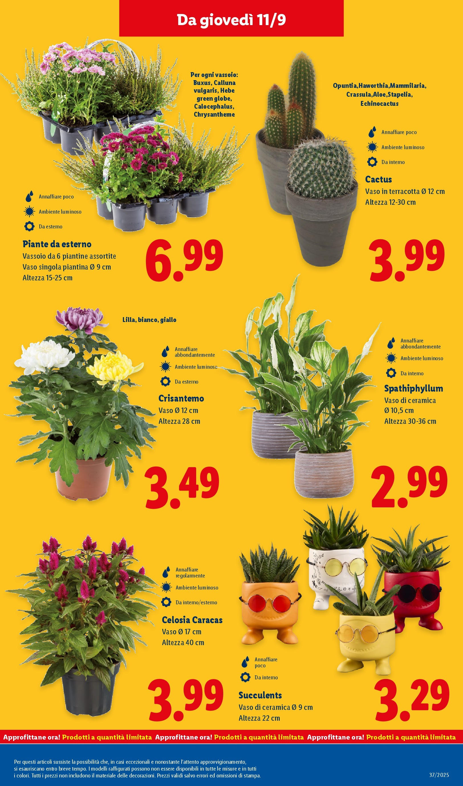 LIDL nuovo volantino dal 07/09/2025 - in anteprima⏳ | Pagina: 29 | Prodotti: Cactus, Vassoio, Vaso LIDL volantino della prossima settimana dal 07/09/2025 📣 | Pagina: 29 | Prodotti: Cactus, Vassoio, Vaso
