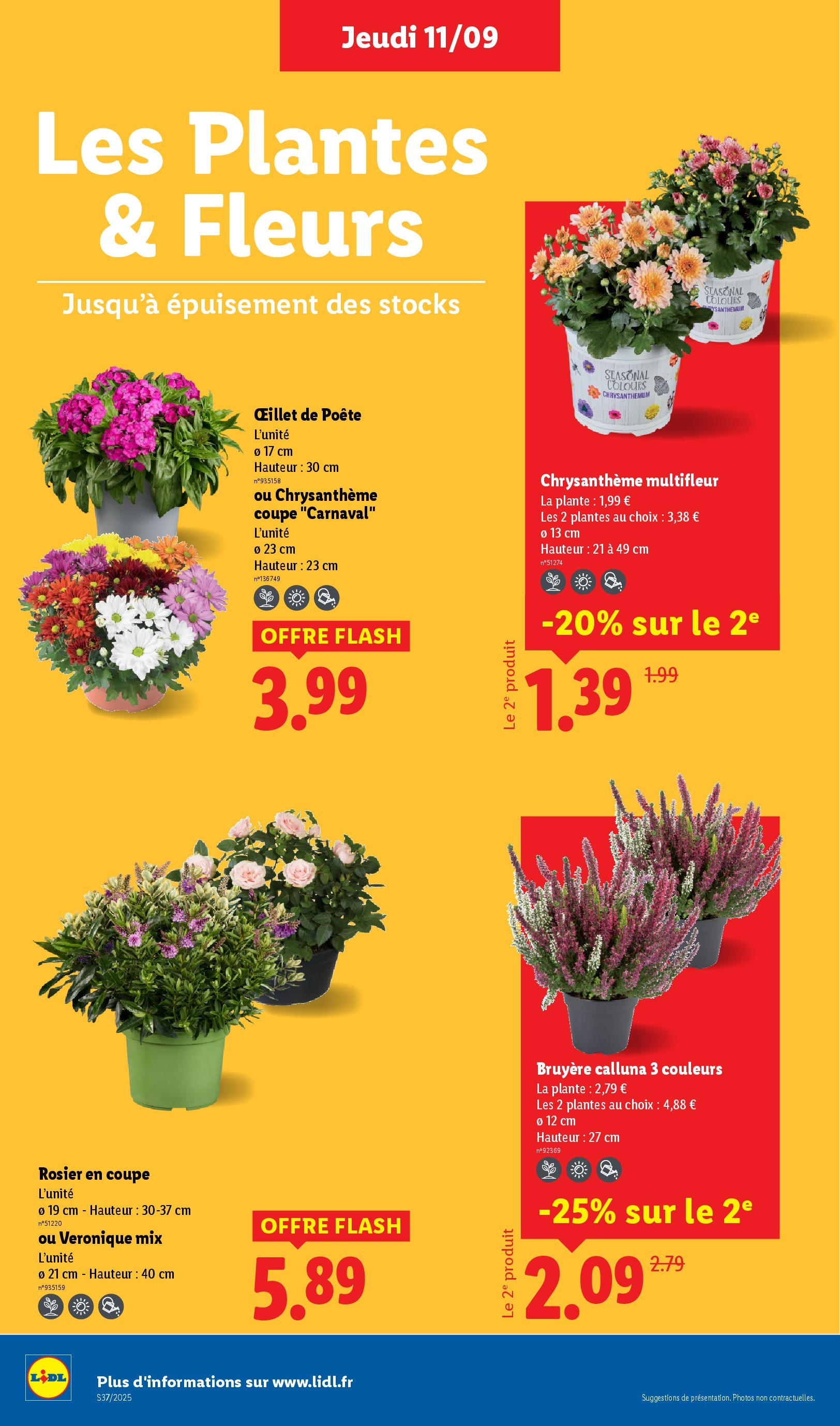 Catalogue LIDL du 11/09/2025 | Promo prospectus en ligne | Page: 28 | Produits: Rosier, Plantes, Chrysanthème Catalogue LIDL du 11/09/2025 | Promo prospectus en ligne | Page: 28 | Produits: Rosier, Plantes, Chrysanthème