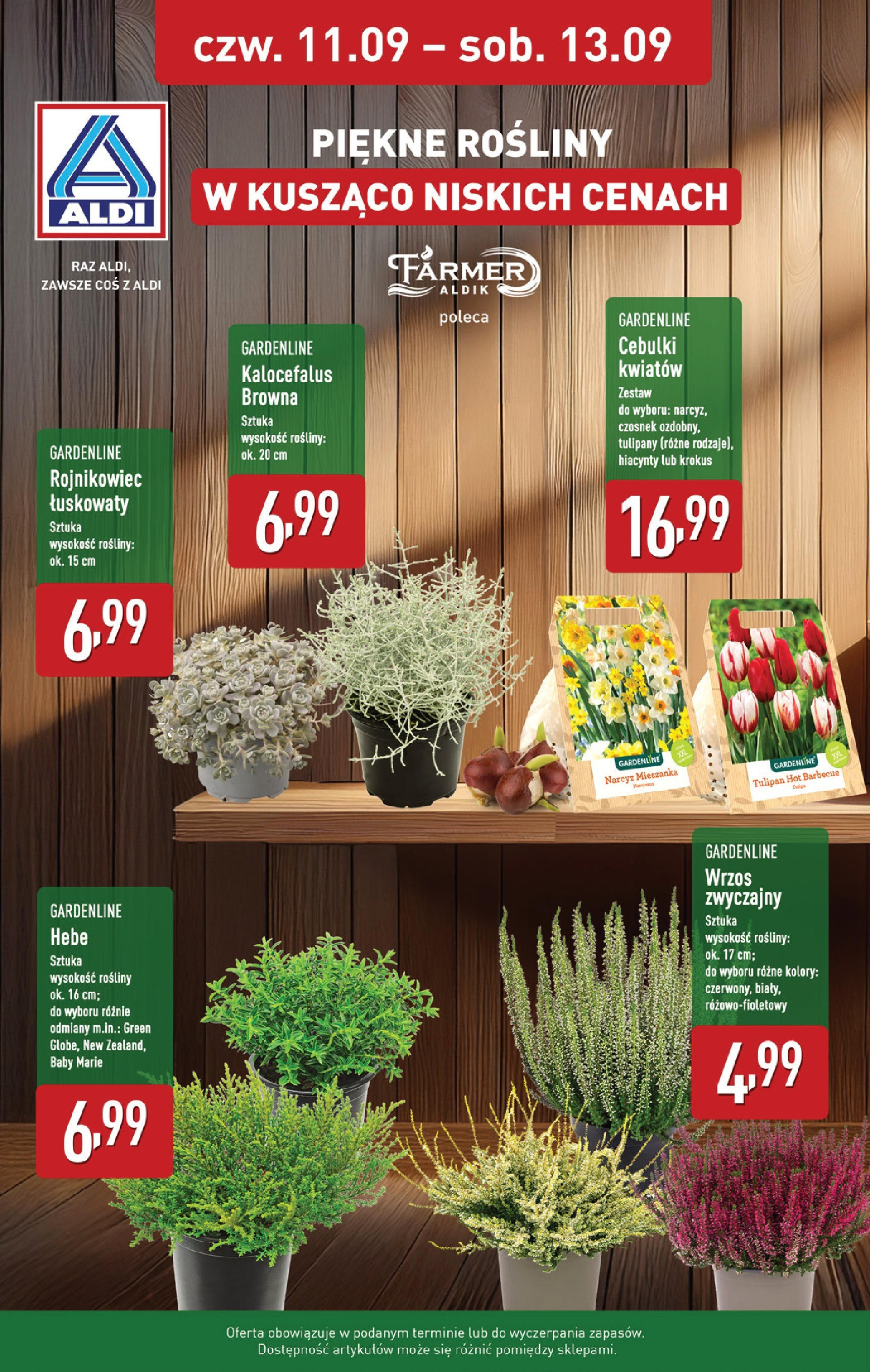 Aldi - Od czwartku 11.09 w ALDI od 10.09.2025 | Nowa PDF gazetka | Strona: 8 | Produkty: Czosnek, Wrzos, Rosliny, Tulipany Aldi - Od czwartku 11.09 w ALDI od 10.09.2025 - Ulotka PDF, promocje | Strona: 8 | Produkty: Czosnek, Wrzos, Rosliny, Tulipany