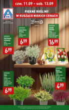 Piękne rośliny w ALDI do 13.09