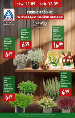 Pogląd oferty "Aldi - Piękne rośliny w ALDI do 13.09" - ważna od 10.09.2025
