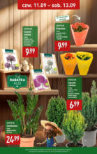 Piękne rośliny w ALDI do 13.09