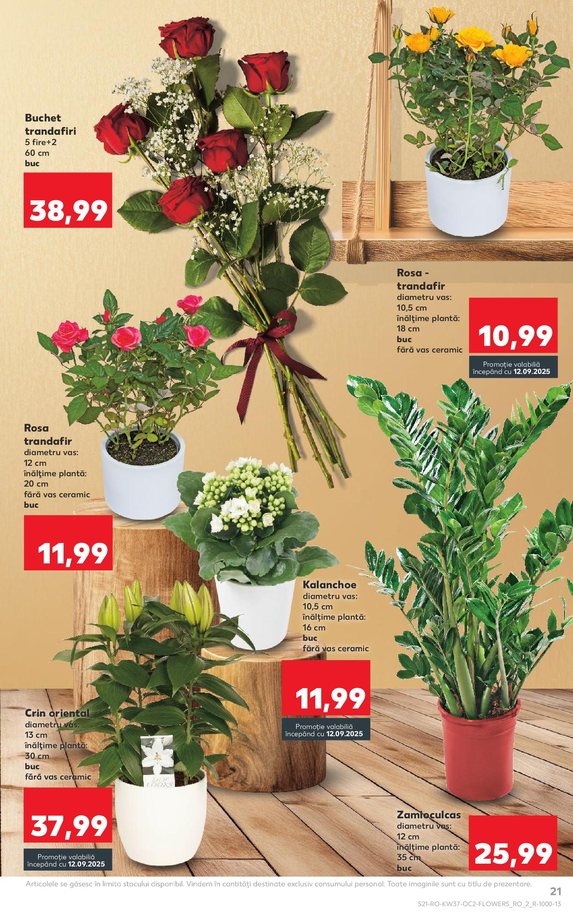 Catalog Kaufland - Pitești 09.09.2025 - Revista si Oferta | Pagină: 21 | Produse: Trandafir