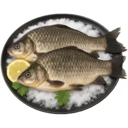 Karauschen (Carassius carassius)