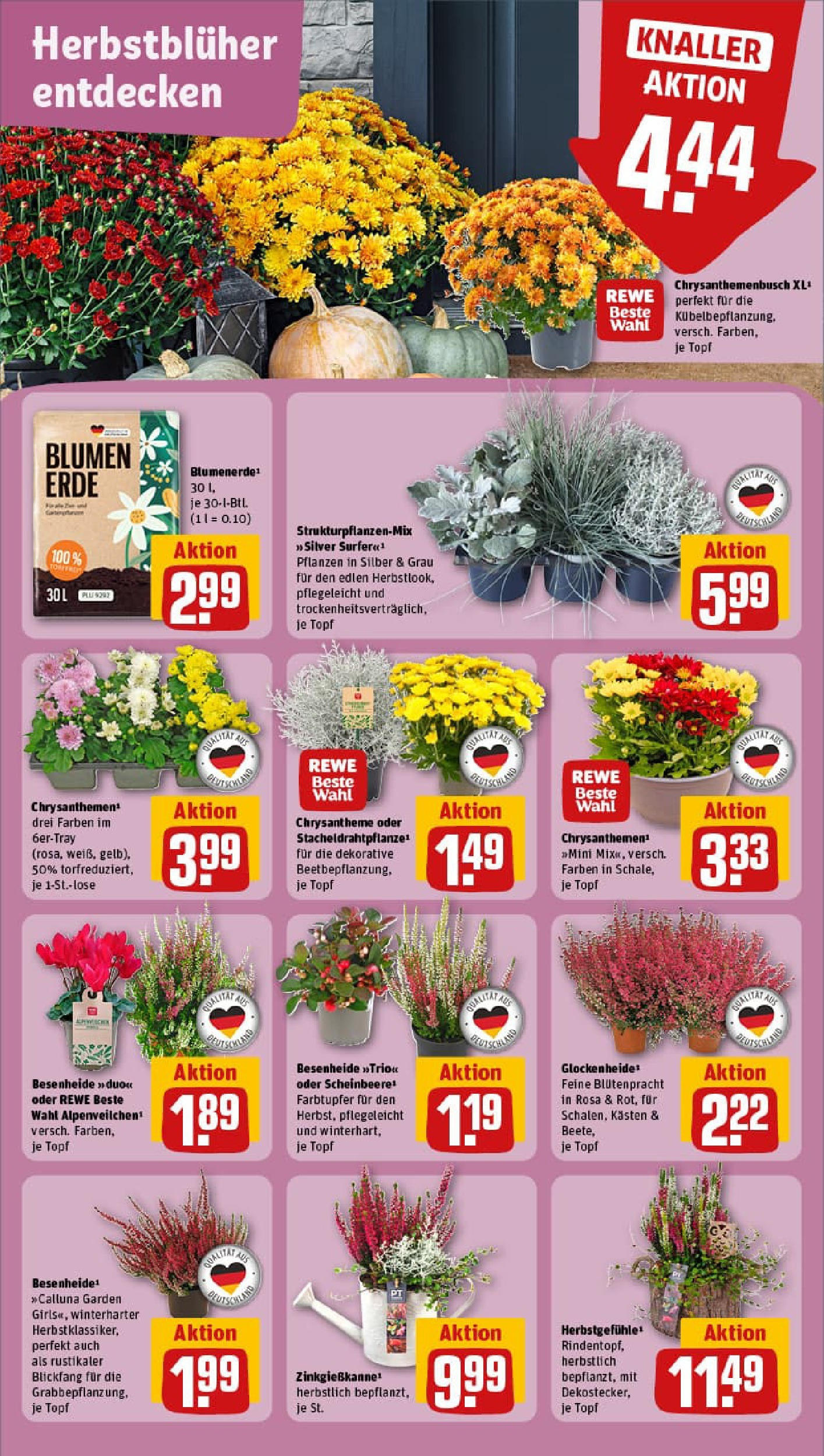 REWE Prospekt ab 14.09.2025 zum Blättern » Angebote | Seite: 5
