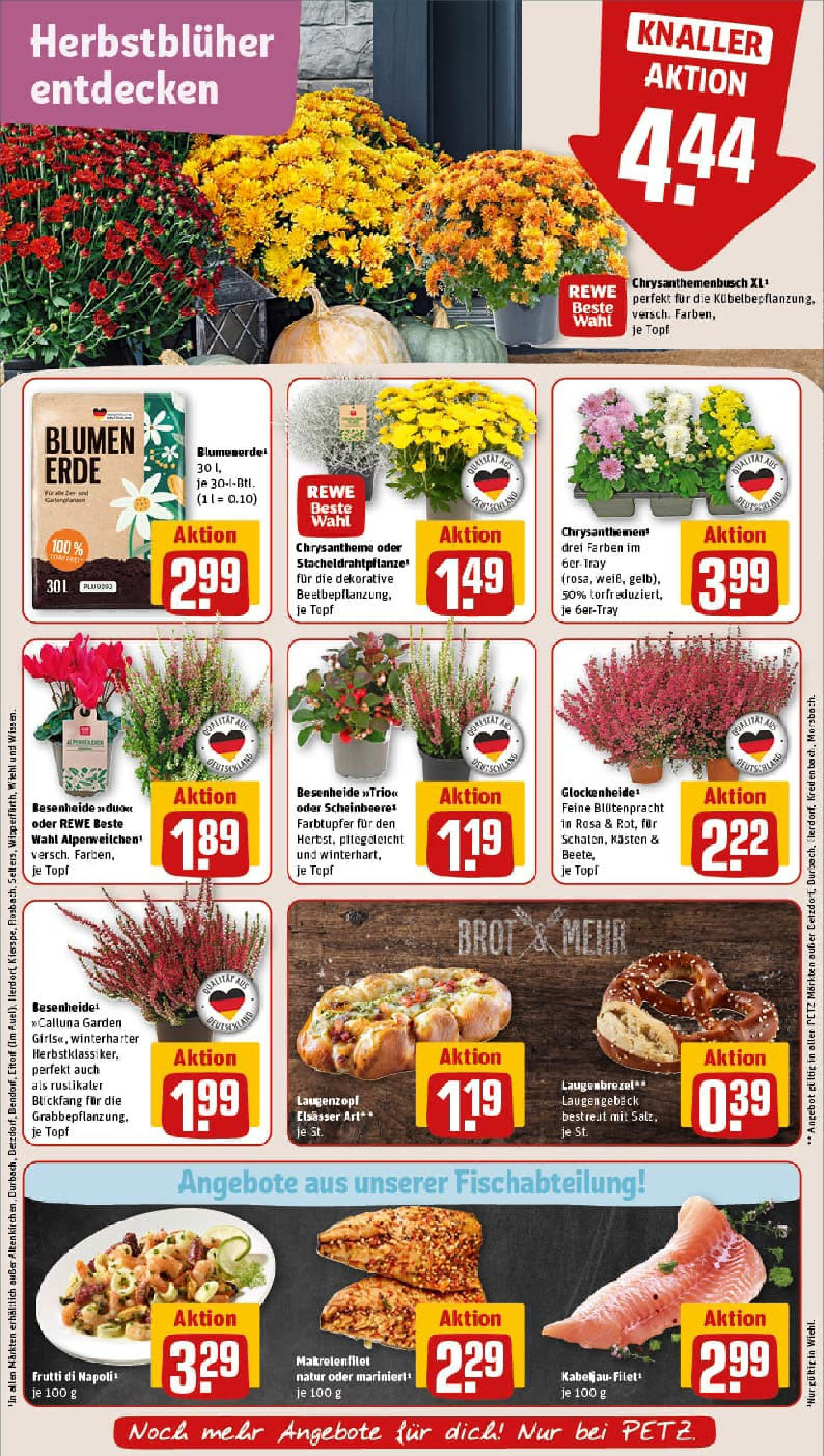 REWE Prospekt ab 14.09.2025 zum Blättern » Angebote | Seite: 7 | Produkte: Blumen, Blumenerde, Brot