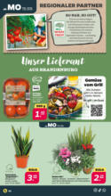Netto APS : Wochenangebote