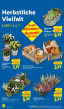 Lidl Lidl: Wochenangebote - bis 20.09.2025