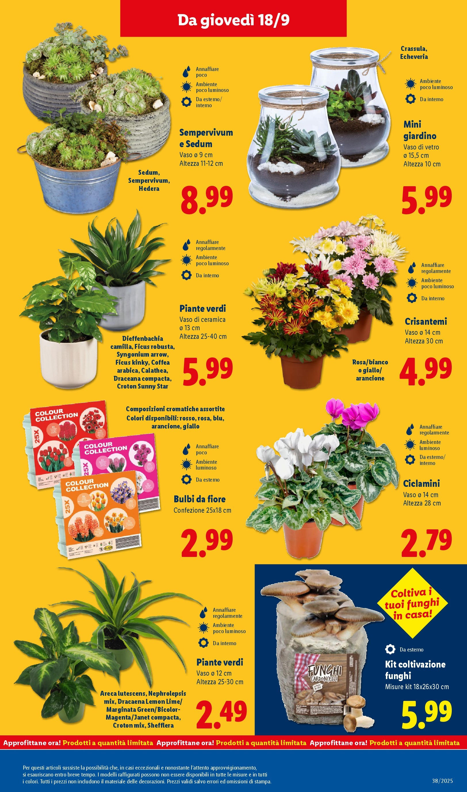LIDL nuovo volantino dal 14/09/2025 - in anteprima⏳ | Pagina: 47 | Prodotti: Funghi, Crisantemi, Vaso LIDL volantino della prossima settimana dal 14/09/2025 📣 | Pagina: 47 | Prodotti: Funghi, Crisantemi, Vaso