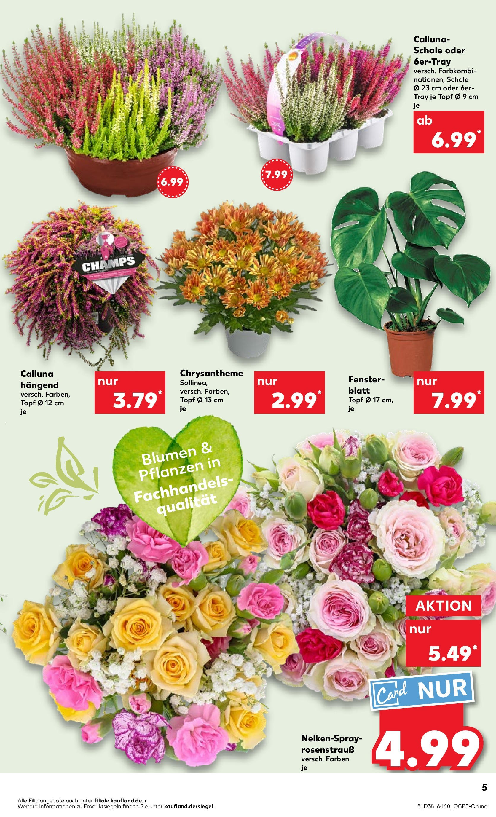 Prospekt Kaufland ab 17.09.2025 » Angebote Online zum Blättern | Seite: 9 | Produkte: Blumen