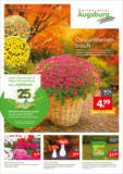 Gartencenter Augsburg: Wochenangebote
