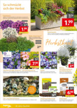 Gartencenter Augsburg: Wochenangebote