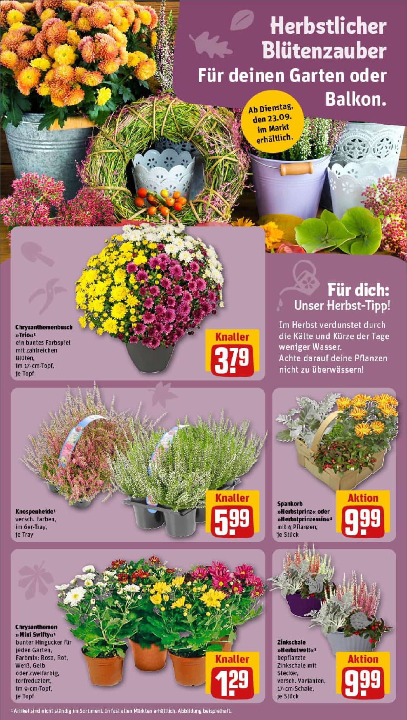 REWE Prospekt ab 21.09.2025 zum Blättern » Angebote | Seite: 12