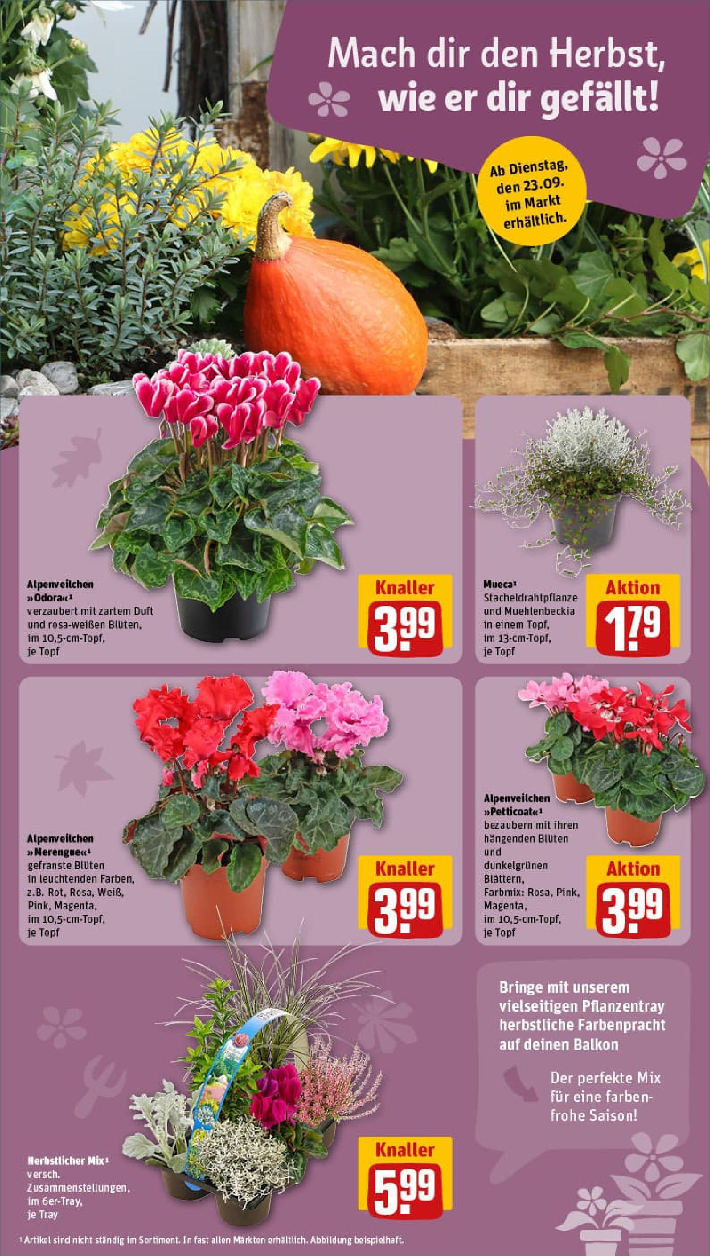 REWE Prospekt ab 21.09.2025 zum Blättern » Angebote | Seite: 13 | Produkte: Duft