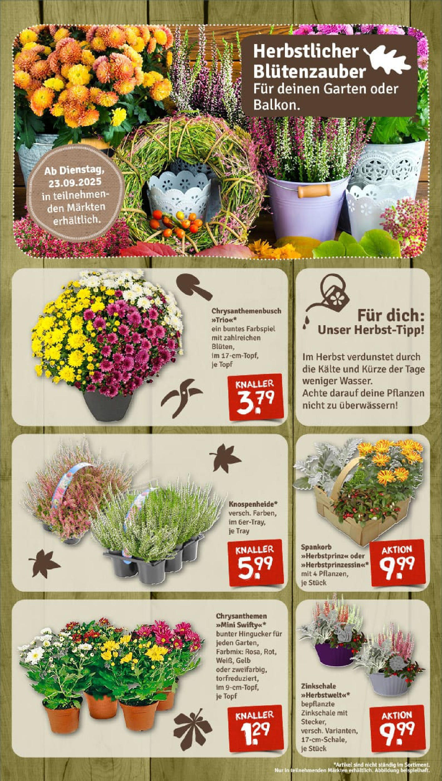 REWE Prospekt ab 21.09.2025 zum Blättern » Angebote | Seite: 8