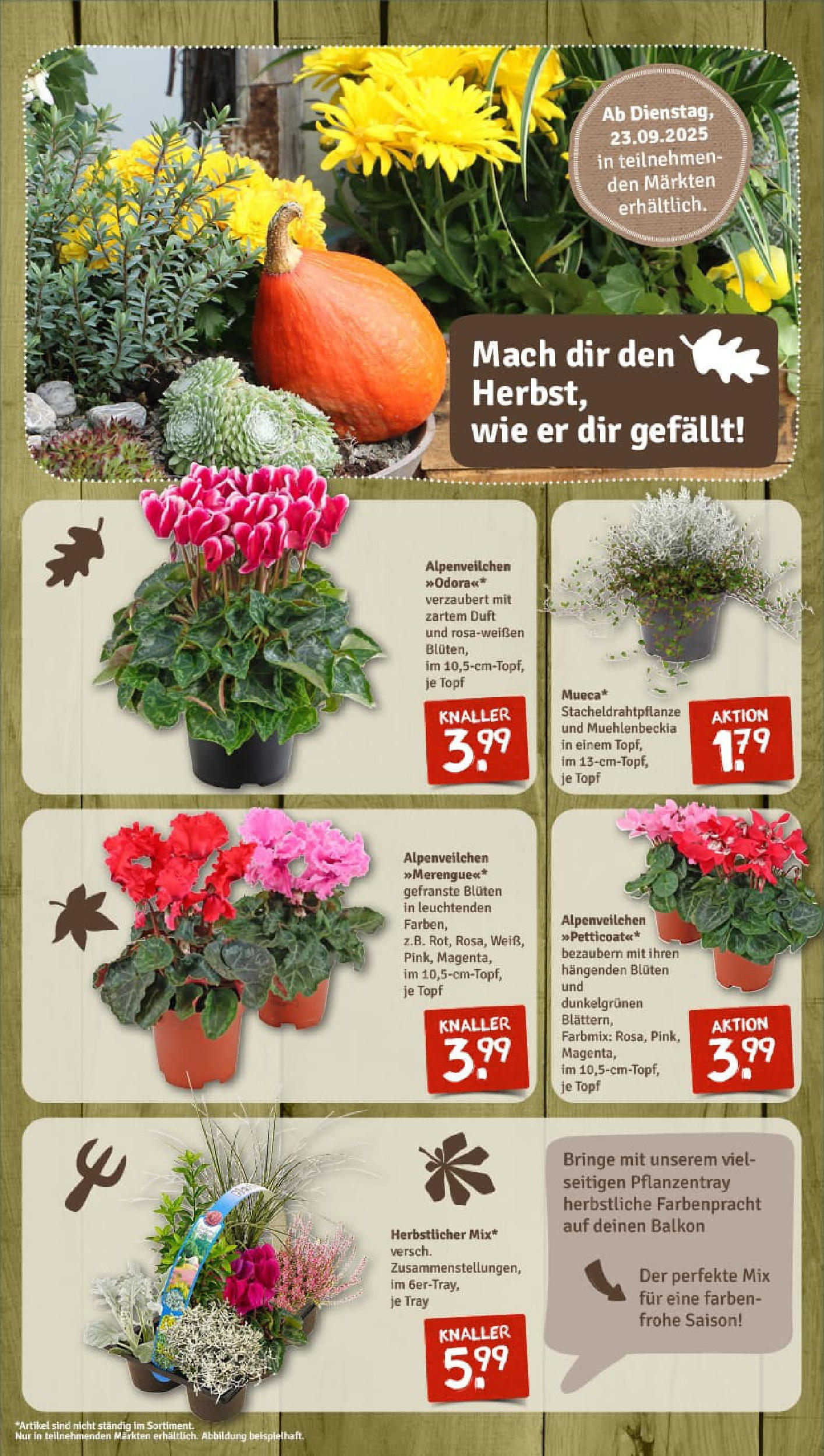 REWE Prospekt ab 21.09.2025 zum Blättern » Angebote | Seite: 9 | Produkte: Duft