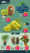 Netto APS : Wochenangebote