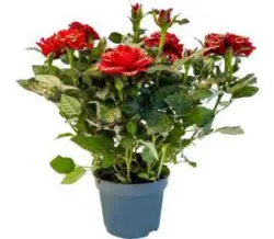 Роза микс &Oslash;10,5 см