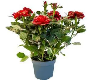 Роза микс &Oslash;10,5 см