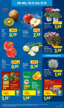 Lidl Lidl: Wochenangebote - bis 27.09.2025