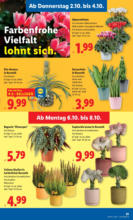 Lidl Lidl: Flugblatt in deiner Nähe - ab 02.10.2025