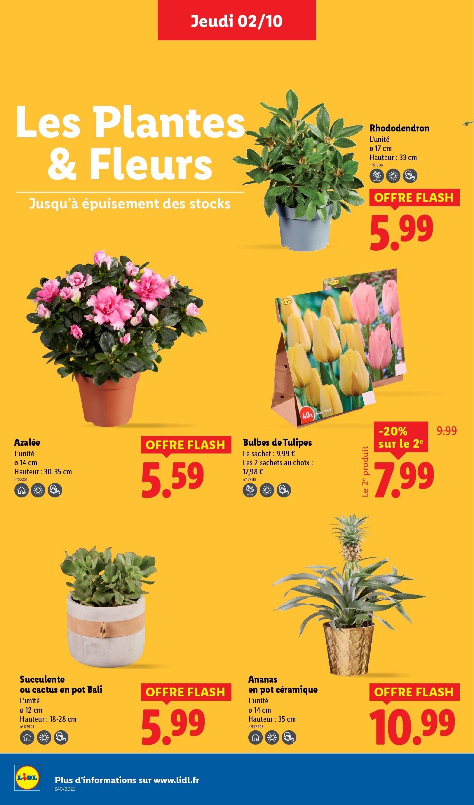 Catalogue LIDL du 01/10/2025 | Promo prospectus en ligne | Page: 28 | Produits: Bulbes de tulipes, Rhododendron, Plantes, Tulipes