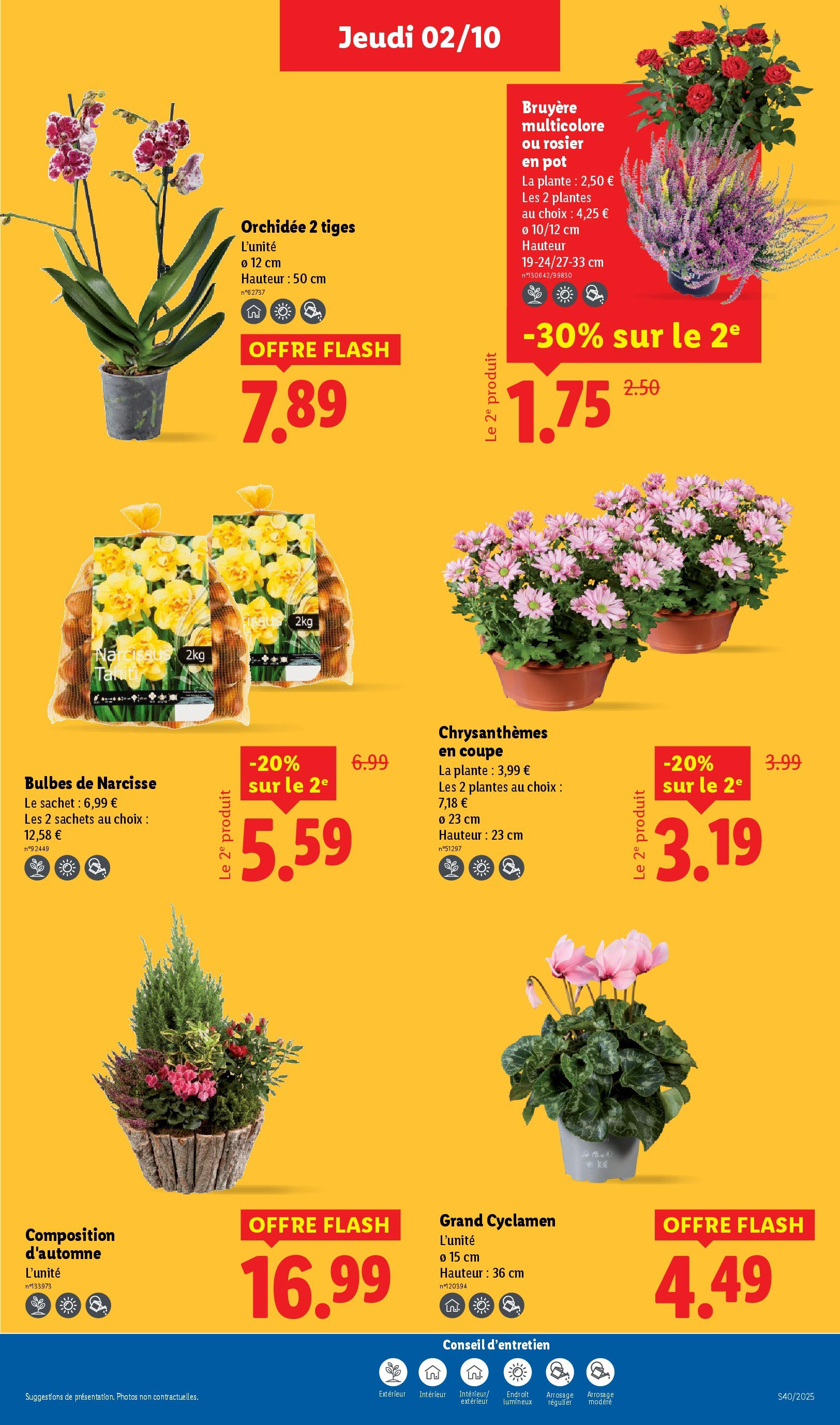 Catalogue LIDL du 01/10/2025 | Promo prospectus en ligne | Page: 29 | Produits: Rosier, Rosier en pot, Plantes, Orchidée