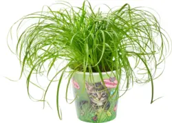 Котешка трева 12 см