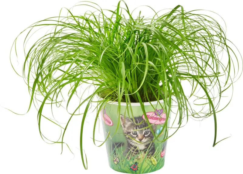 Котешка трева 12 см