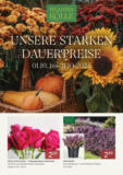 Pflanzen-Kölle: Unsere starken Dauerpreise