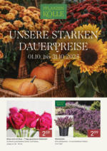 Pflanzen-Kölle Pflanzen-Kölle: Unsere starken Dauerpreise - bis 31.10.2025