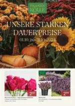 Pflanzen-Kölle Pflanzen-Kölle: Unsere starken Dauerpreise - bis 31.10.2025
