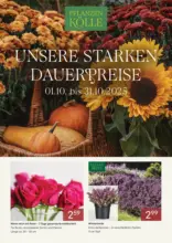 Pflanzen-Kölle: Unsere starken Dauerpreise
